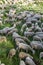 Flook of sheep in a field