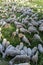 Flook of sheep in a field