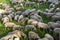 Flook of sheep in a field