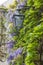 Floor lamp in wistaria at  Ravello, amalfi coast