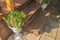 A floor-standing white vase with blooming marigolds planted in it stands near the steps of a wooden porch in a country house