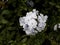 Flor color blanco marfil / white flower
