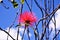 Flor da Caliandra Calliandra dysantha Benth, May 14, 2020 - Barreiras-BA-Brazil.