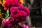 Flor de Terciopelo o Celosia, Mexican Flowers for offerings ofrendas in diÂ­a de muertos Day of the Dead Mexican tradition