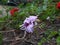 Flor lila lilac flower