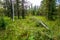 Flora abounds around the ranch. Glenbow Ranch Provincial Recreation Area Alberta Canada