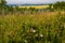 Flora abounds around the ranch. Glenbow Ranch Provincial Recreation Area Alberta Canada