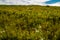 Flora abounds around the ranch. Glenbow Ranch Provincial Recreation Area, Alberta, Canada