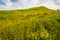 Flora abounds around the ranch. Glenbow Ranch Provincial Recreation Area, Alberta, Canada