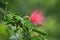 Flora : Calliandra surinamensis, French Guiana