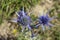 Flora of Cantabria - Eryngium bourgatii