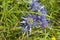 Flora of Cantabria - Eryngium bourgatii