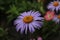 Flora chamomile flower with many small blue blue petals and a voluminous orange dark yellow middle close up with drops