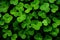 Flora close nature shamrock background leaf grass patrick up luck macro plant clover green