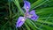 Flora in East Texas Iris 001