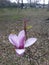 Flora in East Texas Jade Magnolia 001