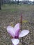 Flora in East Texas Jade Magnolia 002
