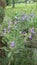 Flora in East Texas Purple Sage 001