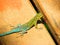 Flora and fauna of Chile: jewel lizard & x28;lagartija esbelta& x29; & x28;lioalemus tenuis& x29; . Nature photography