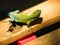 Flora and fauna of Chile: jewel lizard - lagartija esbelta - lioalemus tenuis Nature photography