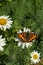 Flora and fauna, flowers and butterflies