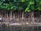 Flora and fauna in mangrove area
