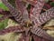 Flora flower red leaf plant in forest with stone