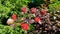 Flora flower red white tree mini