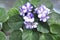 Flora - Flowering Plant (White Purple)