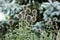 Flora Flowers Backyard Globe Thistle Balls Round Seed Head