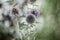 Flora Flowers Backyard Globe Thistle Balls Round Seed Head