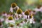 Flora Flowers Colourful Solitary Purple Orange Coneflower in a Green Garden