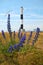 Flora in front of the Dungeness Lighthouse.