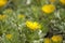 Flora of Fuerteventura - Asteriscus sericeus