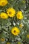 Flora of Fuerteventura - Asteriscus sericeus