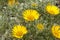 Flora of Fuerteventura - Asteriscus sericeus