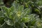 Flora of Fuerteventura - Asteriscus sericeus, the Canary Island daisy