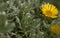 Flora of Fuerteventura - Asteriscus sericeus, the Canary Island daisy