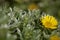 Flora of Fuerteventura - Asteriscus sericeus, the Canary Island daisy