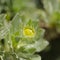 Flora of Fuerteventura - Asteriscus sericeus, the Canary Island daisy