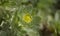 Flora of Fuerteventura - Asteriscus sericeus, the Canary Island daisy