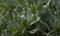 Flora of Fuerteventura - Asteriscus sericeus, the Canary Island daisy silky silver leaves