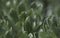 Flora of Fuerteventura - Asteriscus sericeus, the Canary Island daisy silky silver leaves