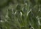 Flora of Fuerteventura - Asteriscus sericeus, the Canary Island daisy silky silver leaves