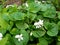 Flora. Gently white, malenkie flowers against the background of dark green leaves.