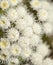 Flora of Gran Canaria - Ageratina adenophora