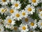 Flora of Gran Canaria -  Argyranthemum, marguerite daisy