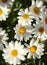 Flora of Gran Canaria -  Argyranthemum, marguerite daisy