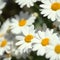 Flora of Gran Canaria -  Argyranthemum, marguerite daisy