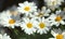 Flora of Gran Canaria -  Argyranthemum, marguerite daisy